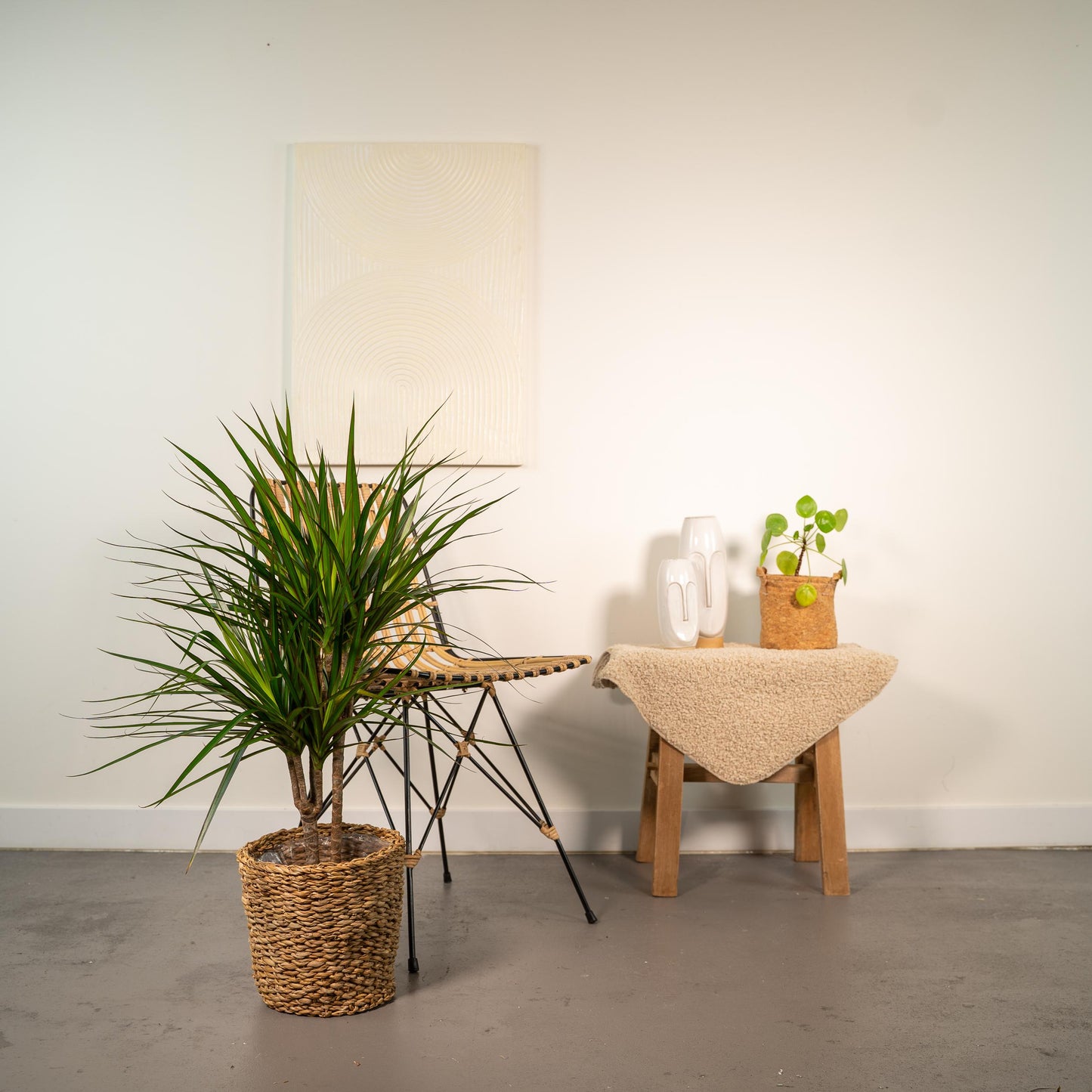 Dracaena Marginata - 90 cm - Forest Plants