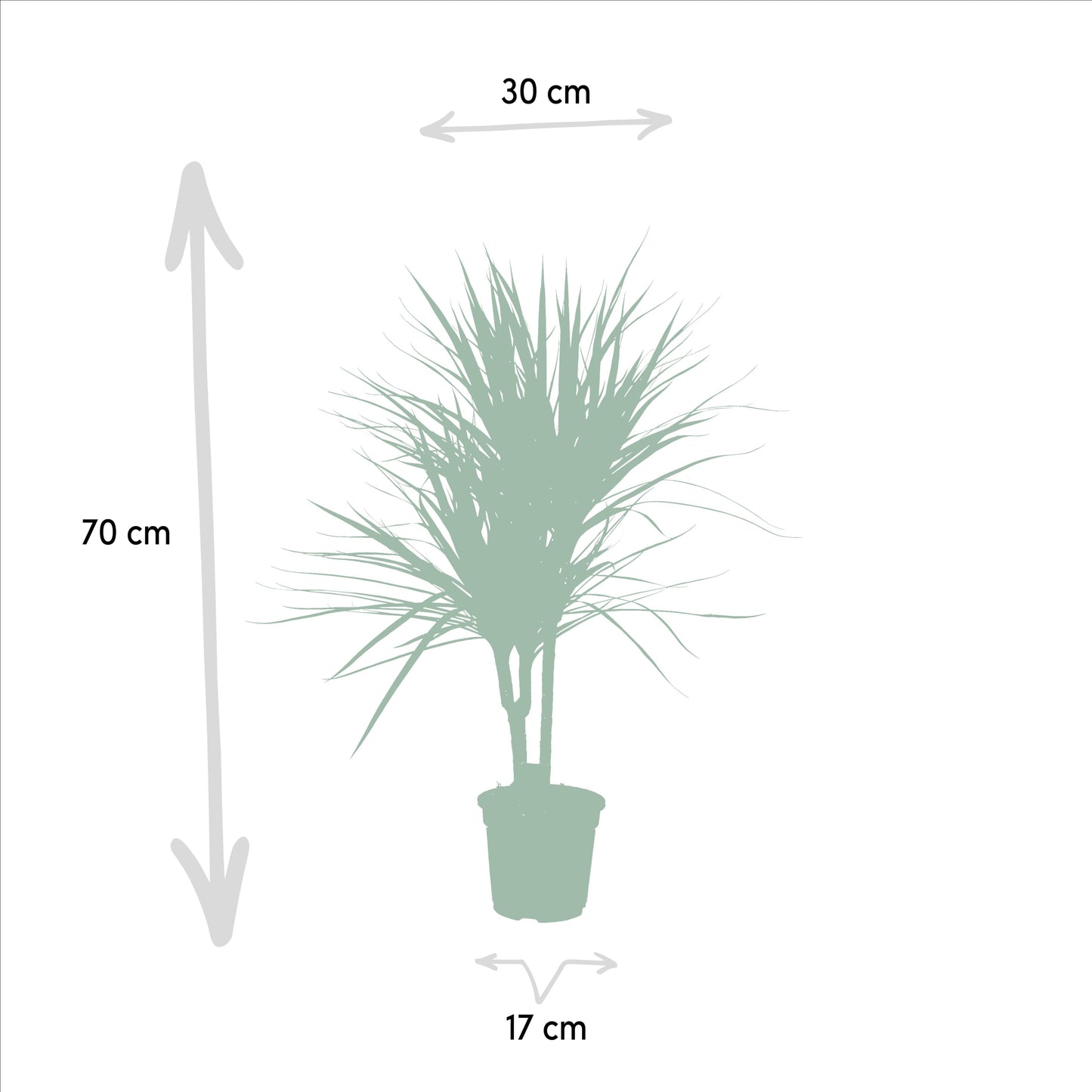 Dracaena Marginata - 90 cm - Forest Plants