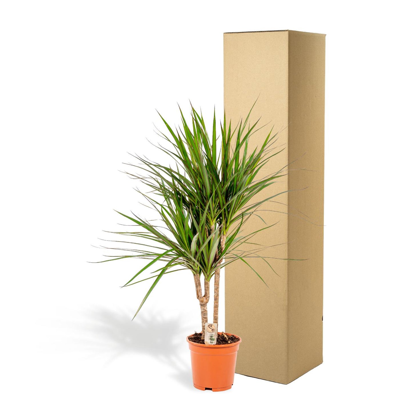 Dracaena Marginata - 90 cm - Forest Plants