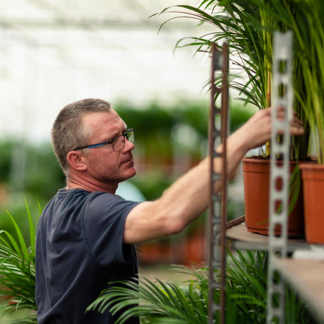 Dracaena Marginata - 90 cm - Forest Plants