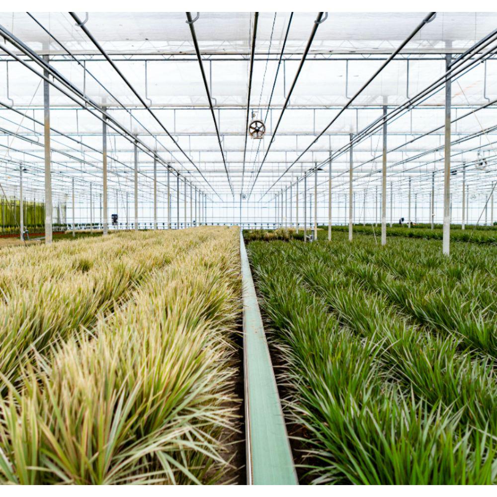Dracaena Marginata - 90 cm - Forest Plants