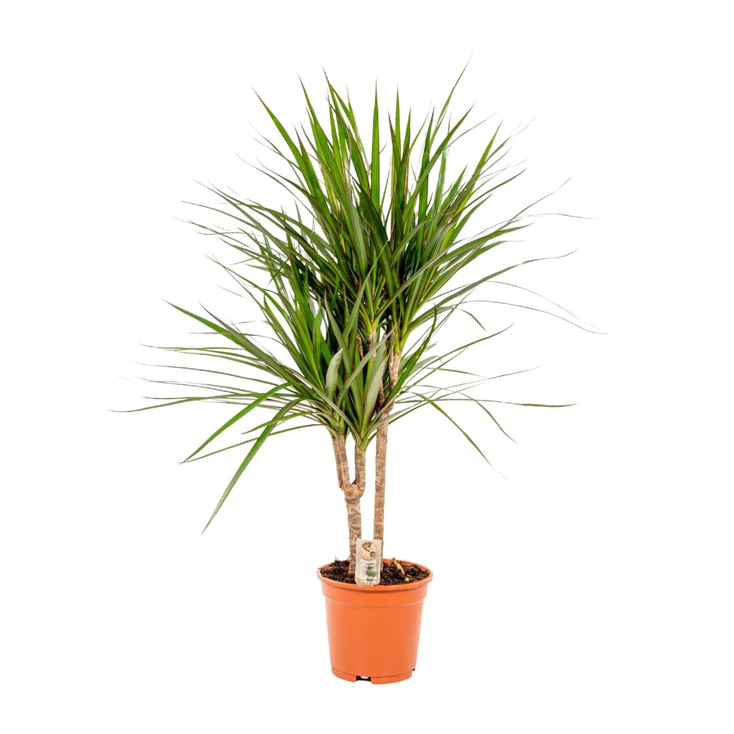 Dracaena Marginata - 90 cm - Forest Plants