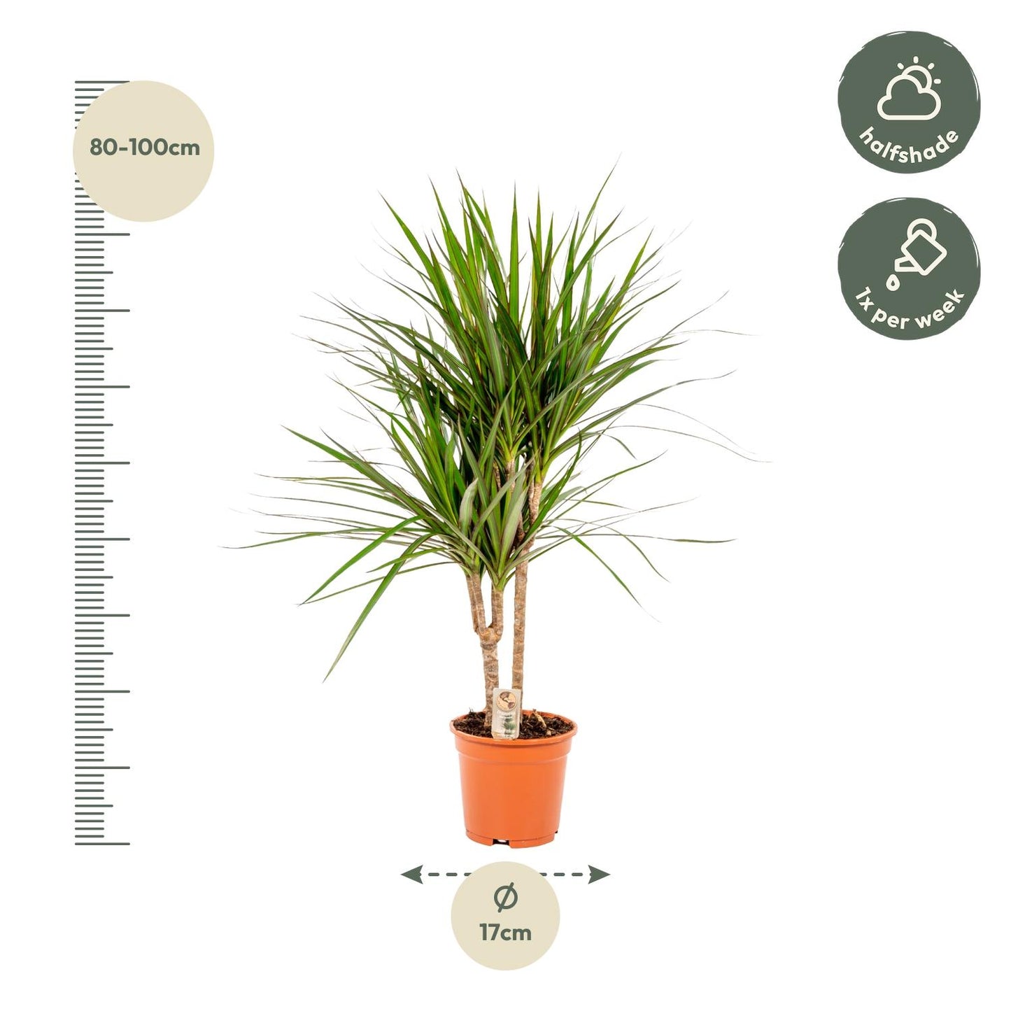 Dracaena Marginata - 90 cm - Forest Plants