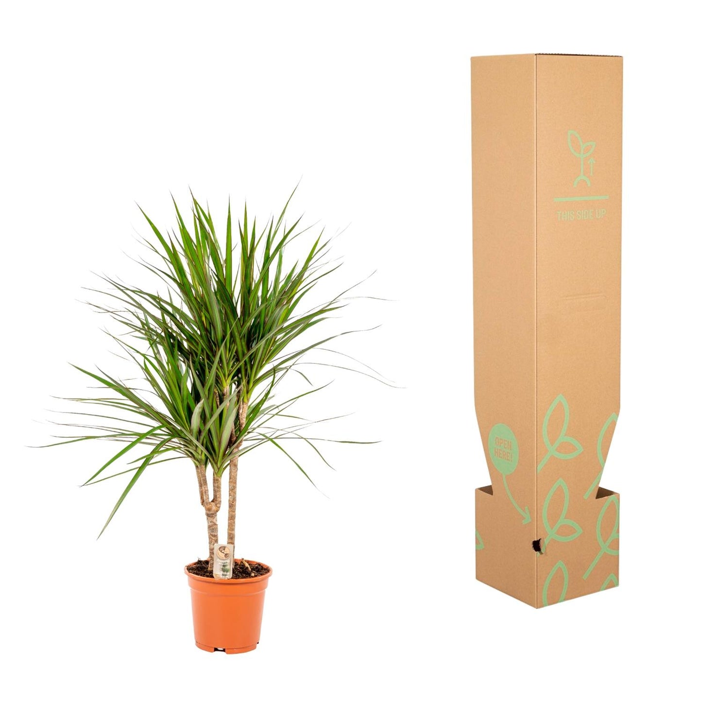 Dracaena Marginata - 90 cm - Forest Plants