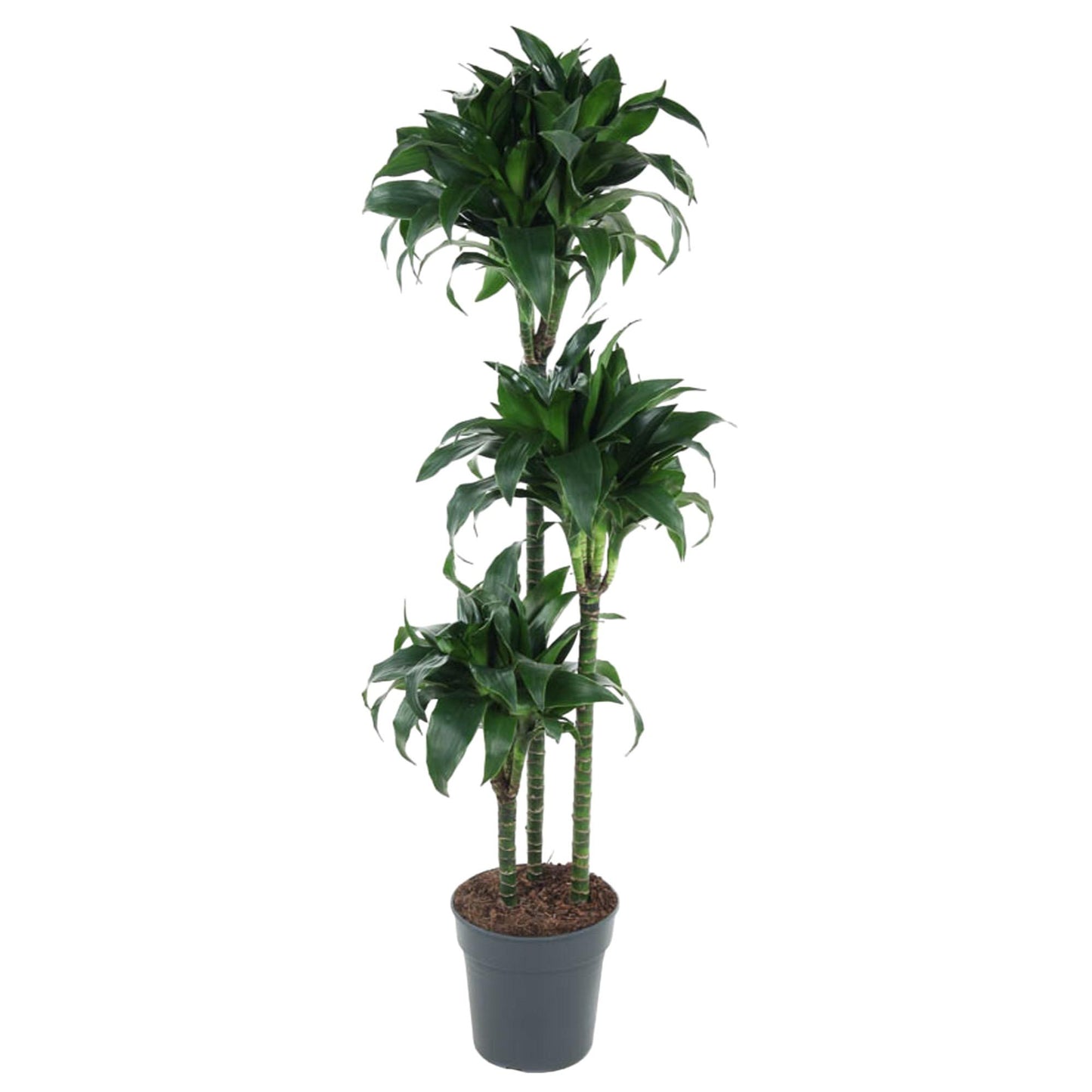 Dracaena Tatuade - 140 cm - Forest Plants