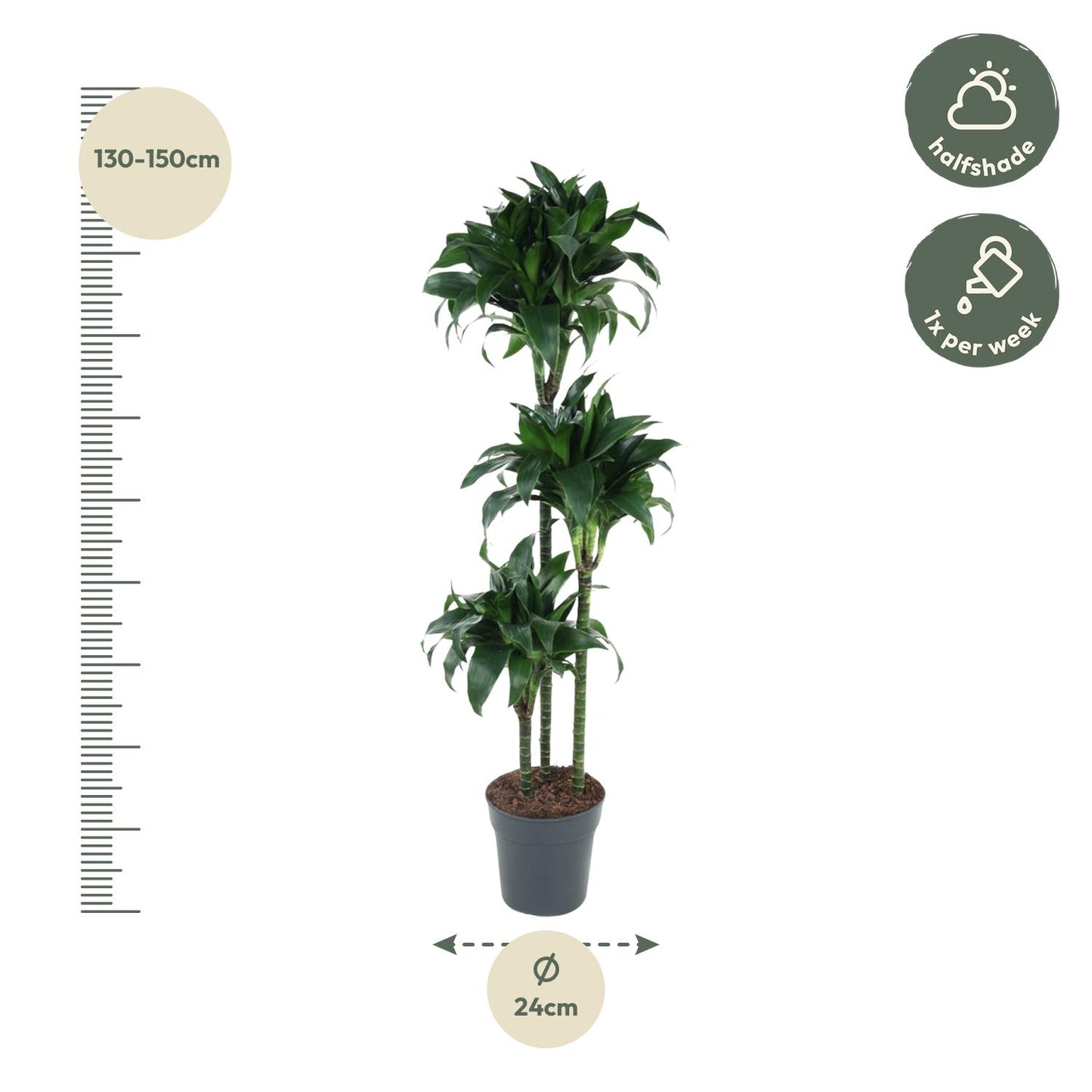 Dracaena Tatuade - 140 cm - Forest Plants