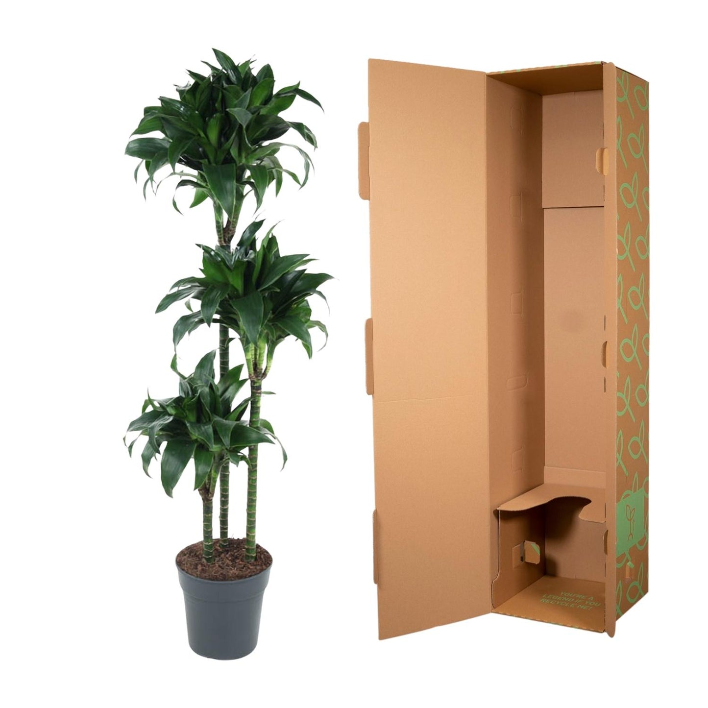 Dracaena Tatuade - 140 cm - Forest Plants