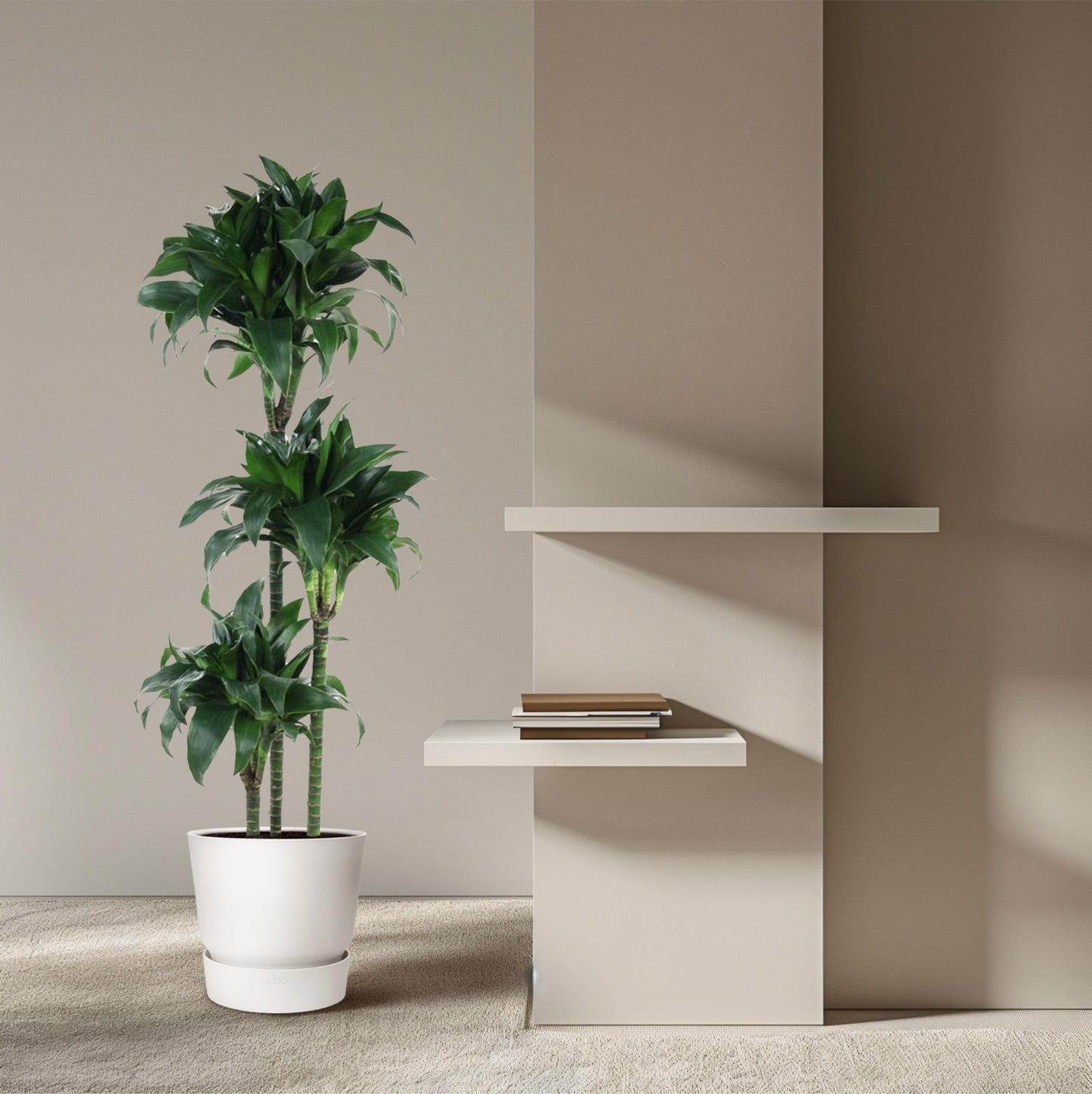 Dracaena Tatuade - 140 cm - Forest Plants