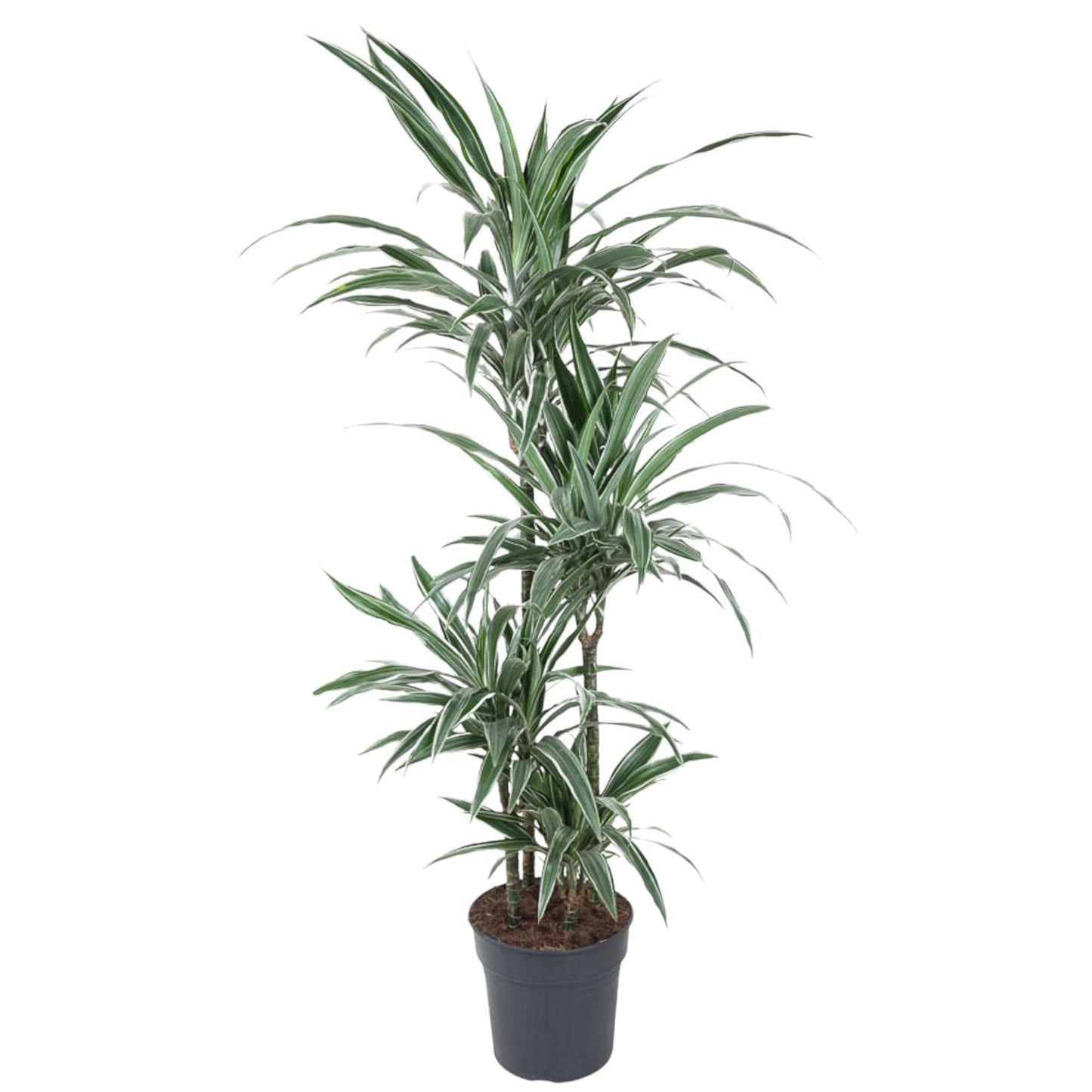 Dracaena Warneckei - 145 cm - Forest Plants