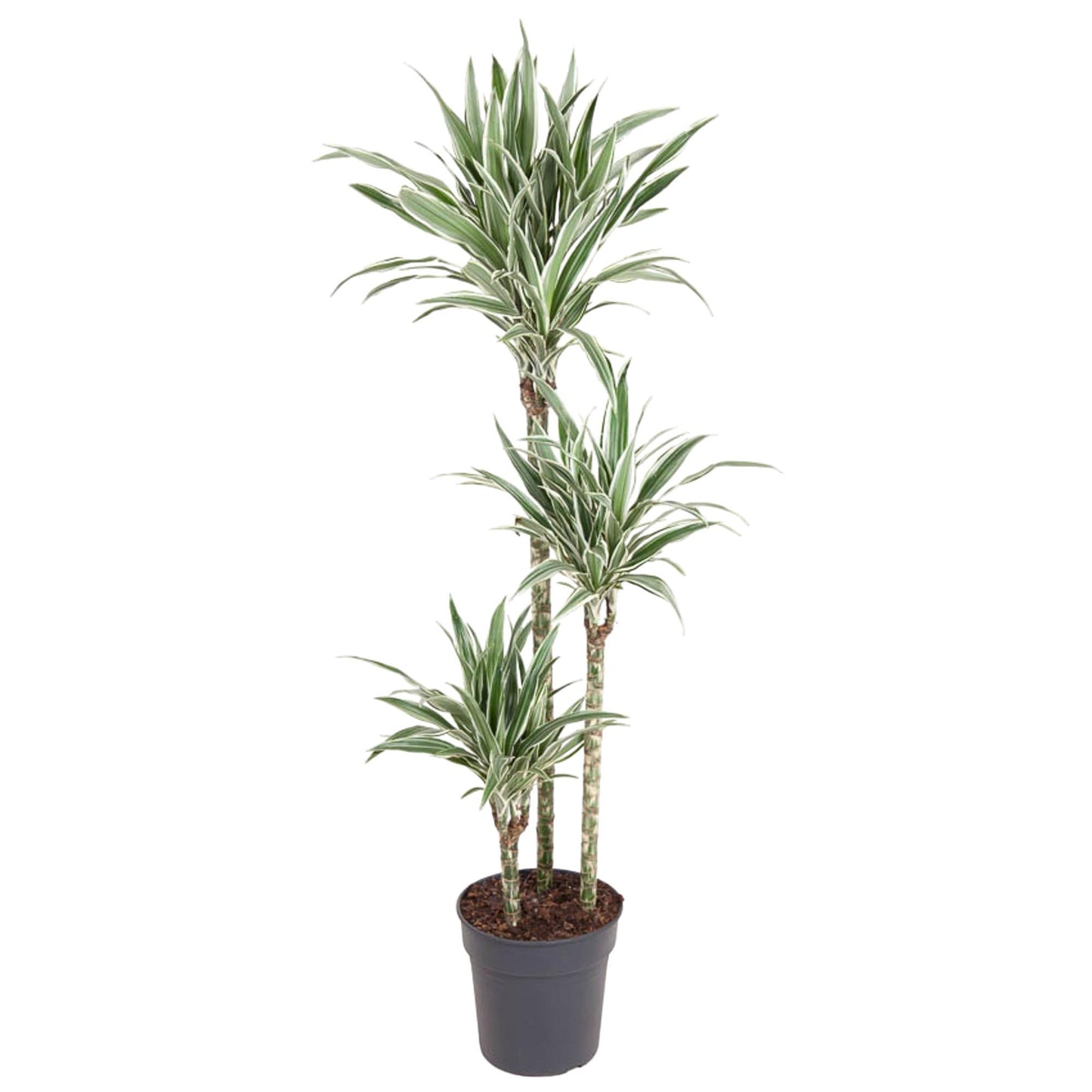 Dracaena White Stripe - 150 cm - Forest Plants
