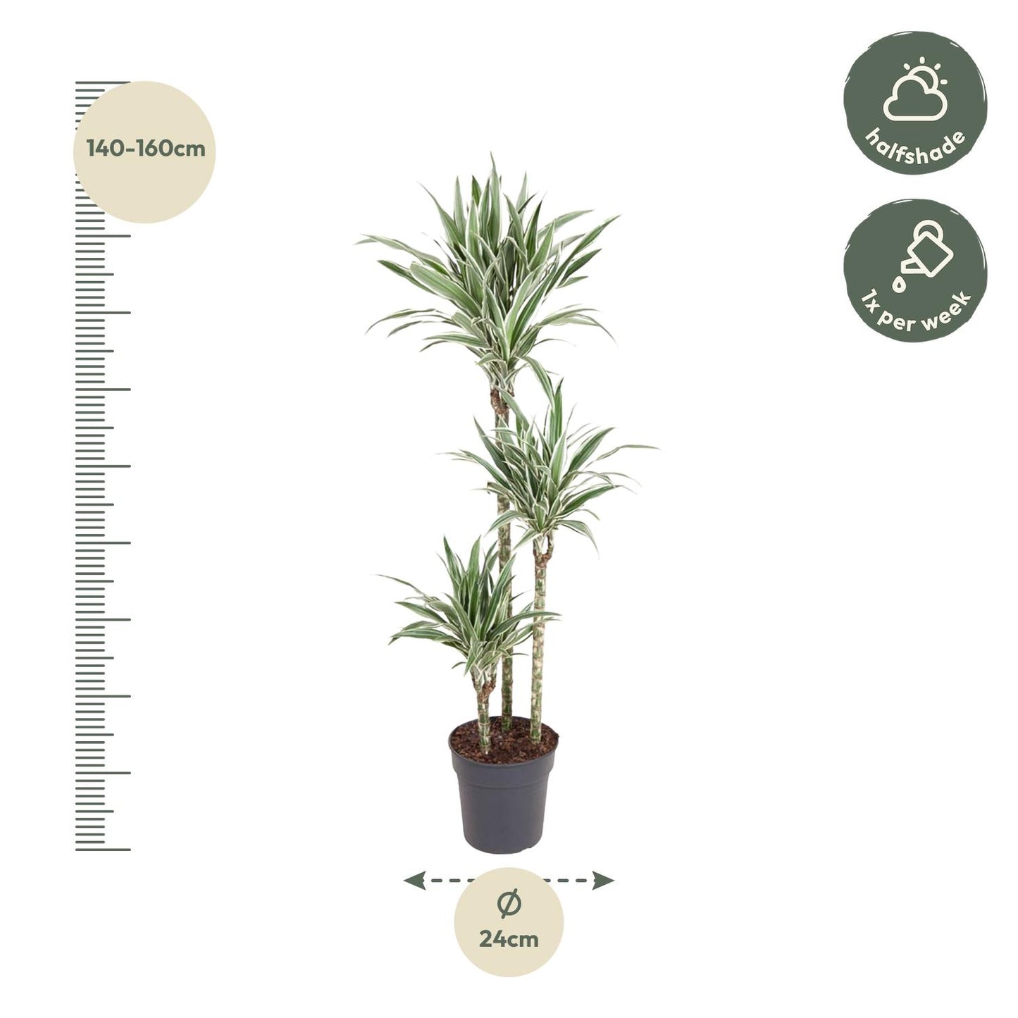 Dracaena White Stripe - 150 cm - Forest Plants