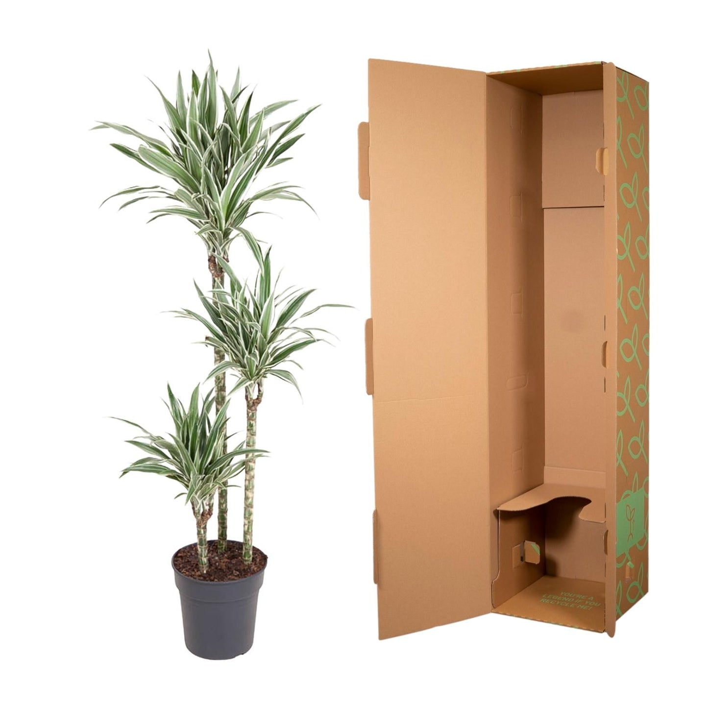 Dracaena White Stripe - 150 cm - Forest Plants