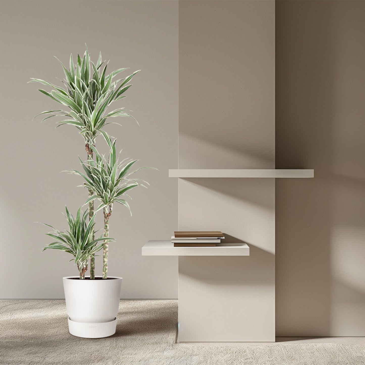 Dracaena White Stripe - 150 cm - Forest Plants