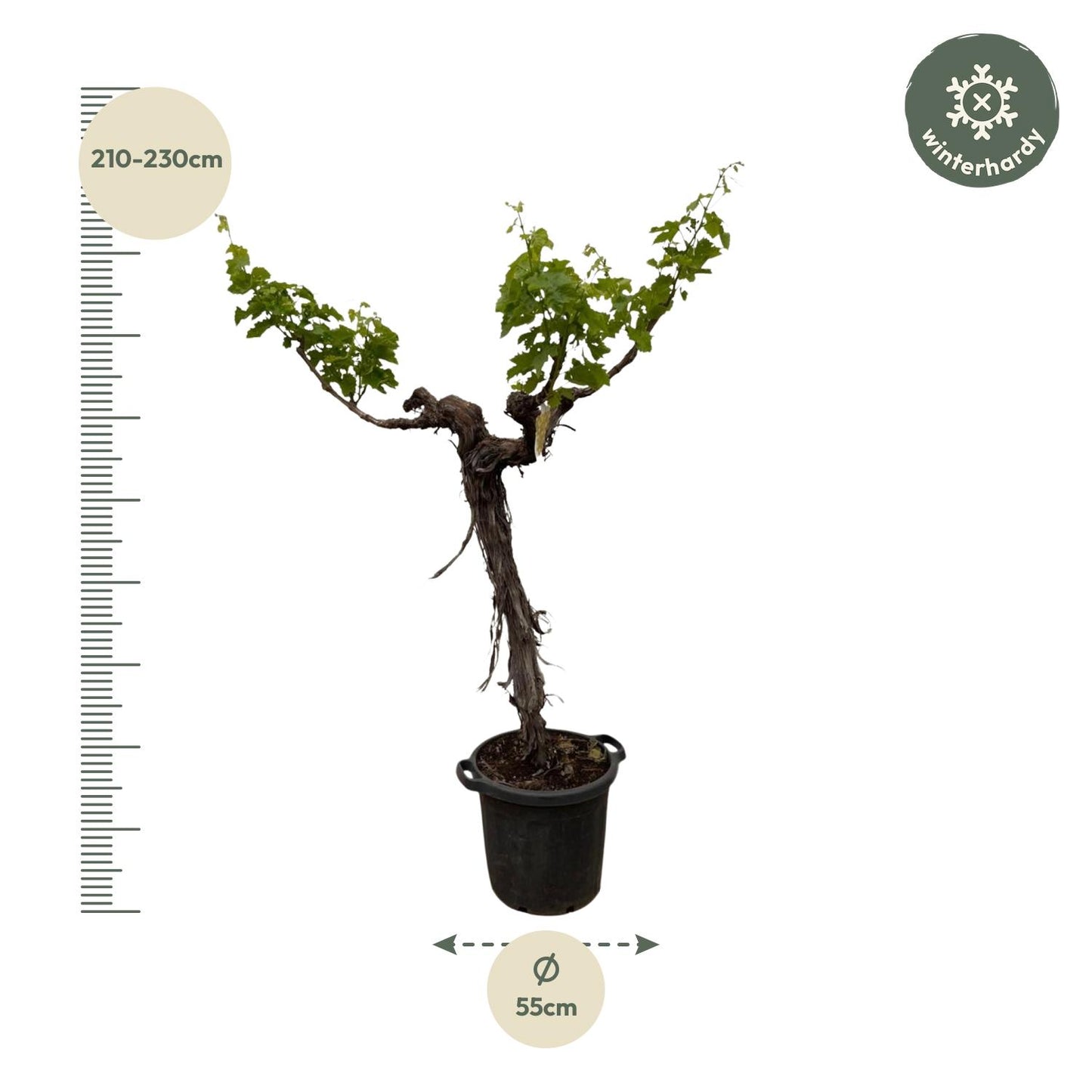 Druivenboom (Vitis Vinifera) stam vertakt - 220 cm - Forest Plants