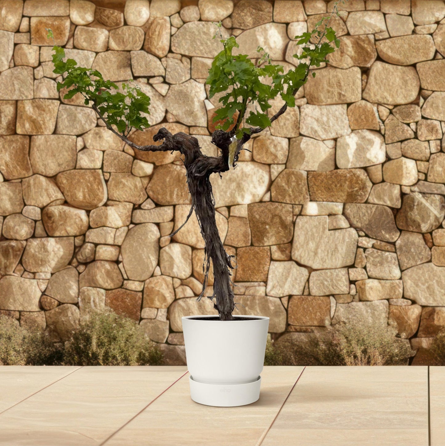 Druivenboom (Vitis Vinifera) stam vertakt - 220 cm - Forest Plants