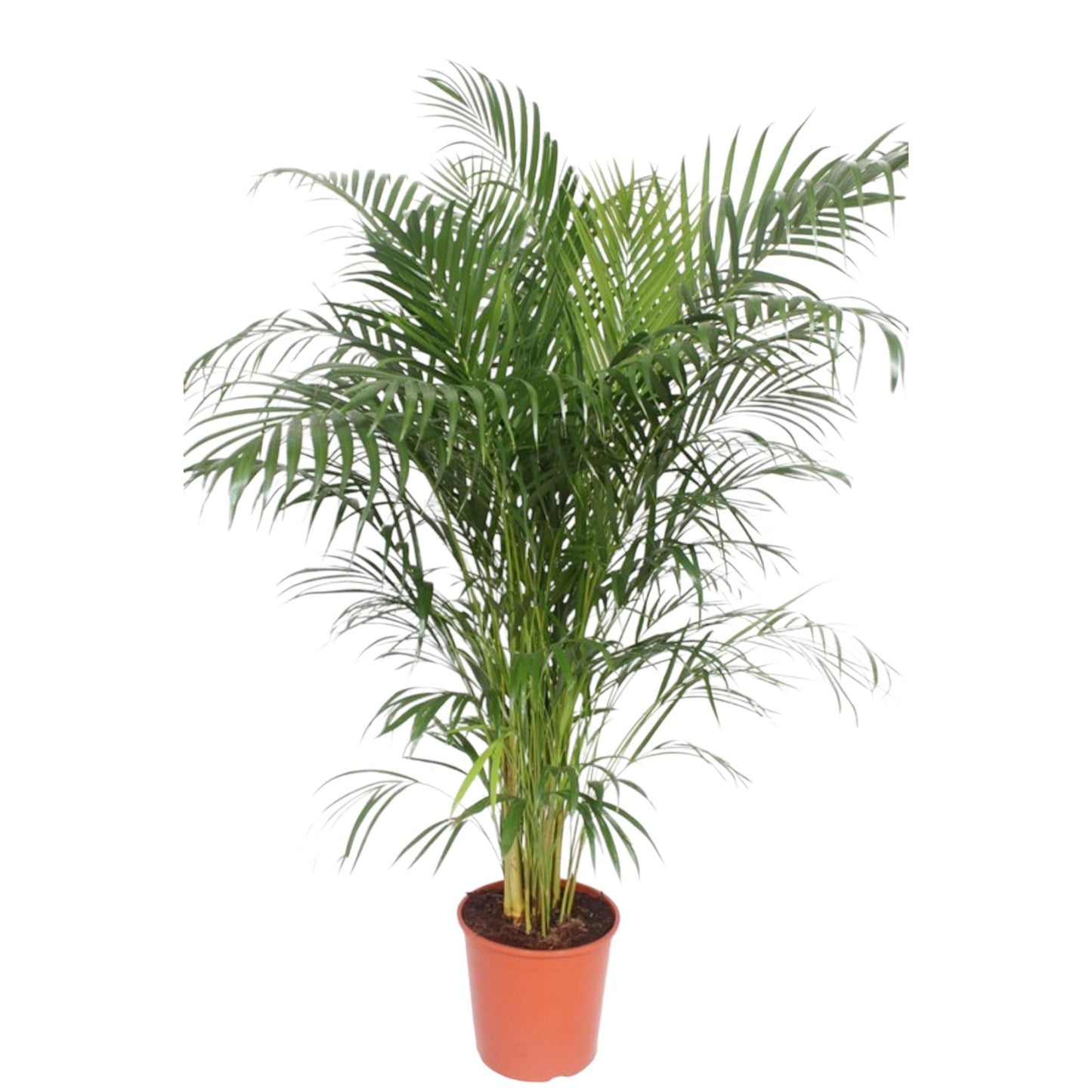 Dypsis Lutescens (Areca Palm) - 150-170 cm - Forest Plants