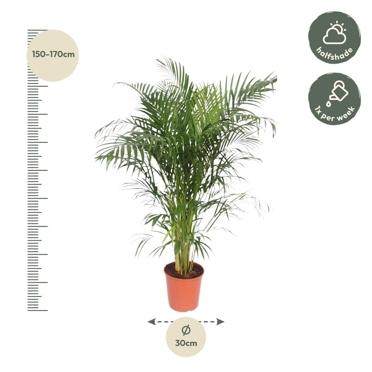 Dypsis Lutescens (Areca Palm) - 150-170 cm - Forest Plants