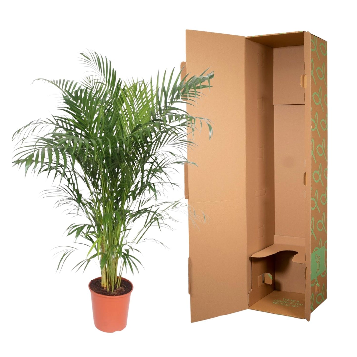 Dypsis Lutescens (Areca Palm) - 150-170 cm - Forest Plants