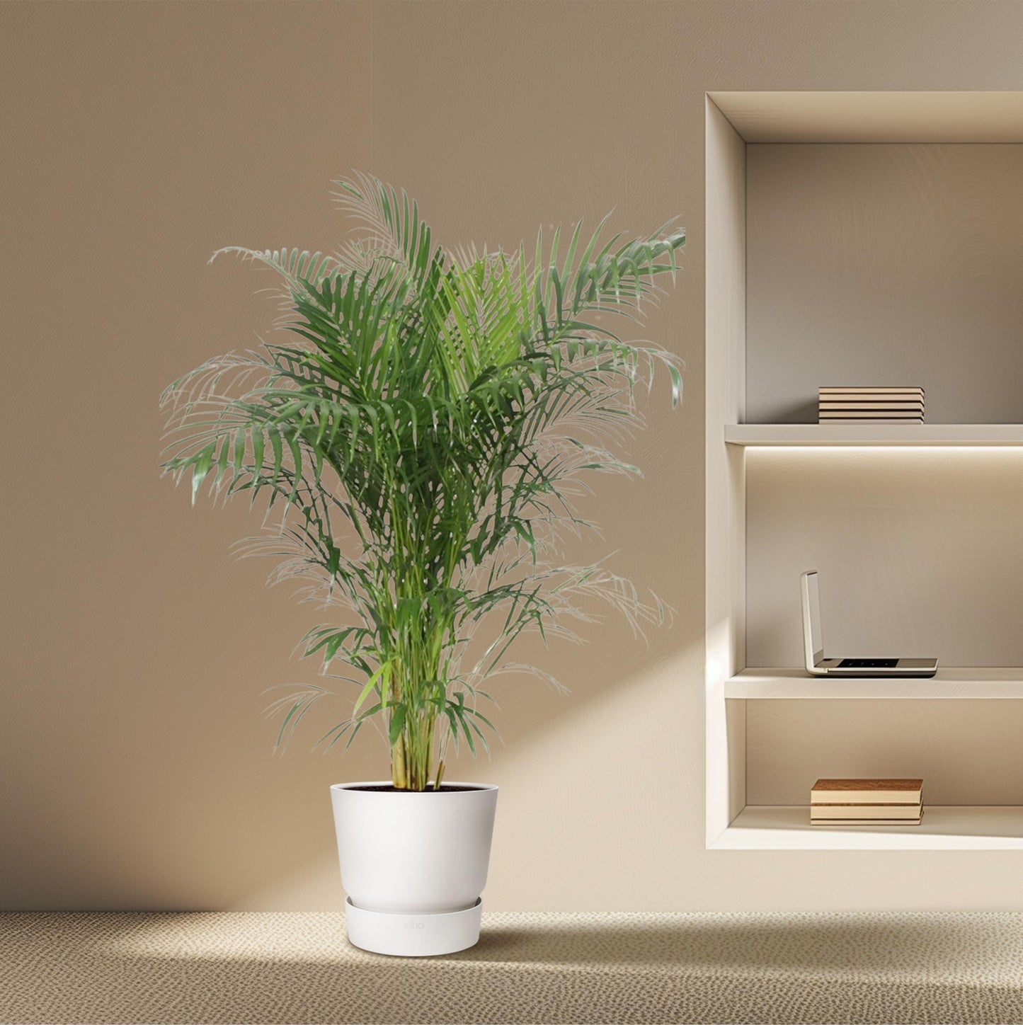 Dypsis Lutescens (Areca Palm) - 150-170 cm - Forest Plants