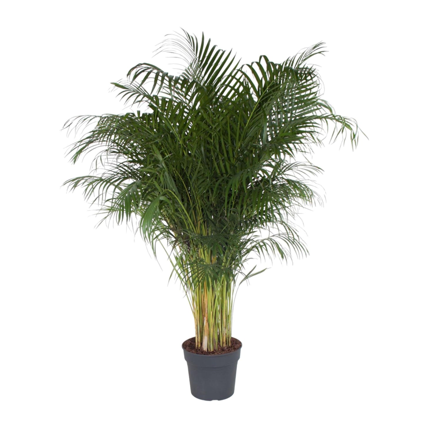 Dypsis Lutescens (Areca Palm) - 200 cm - Forest Plants