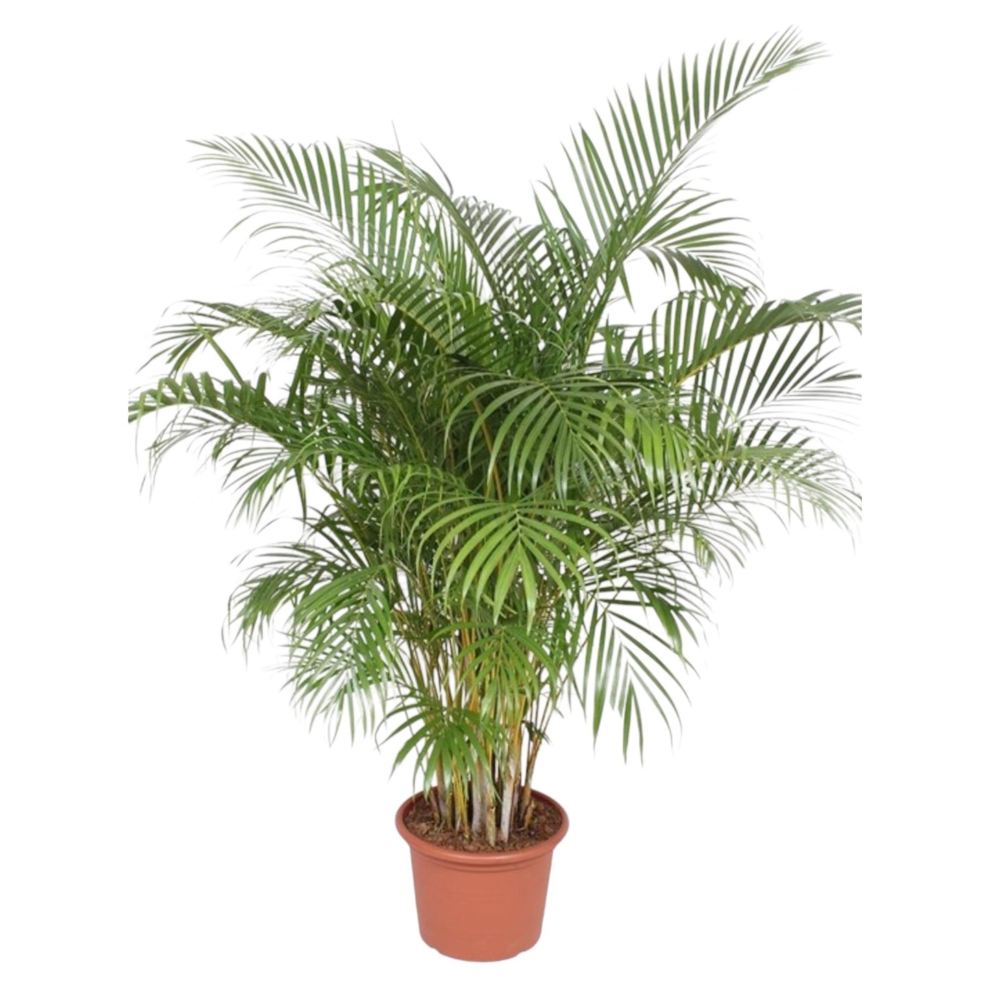 Dypsis Lutescens (Areca Palm) - 200 cm - Forest Plants