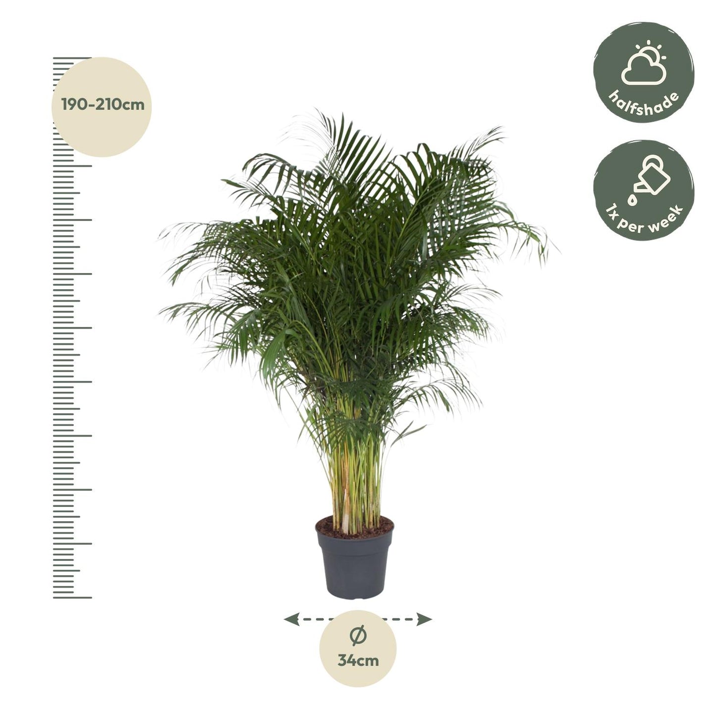 Dypsis Lutescens (Areca Palm) - 200 cm - Forest Plants