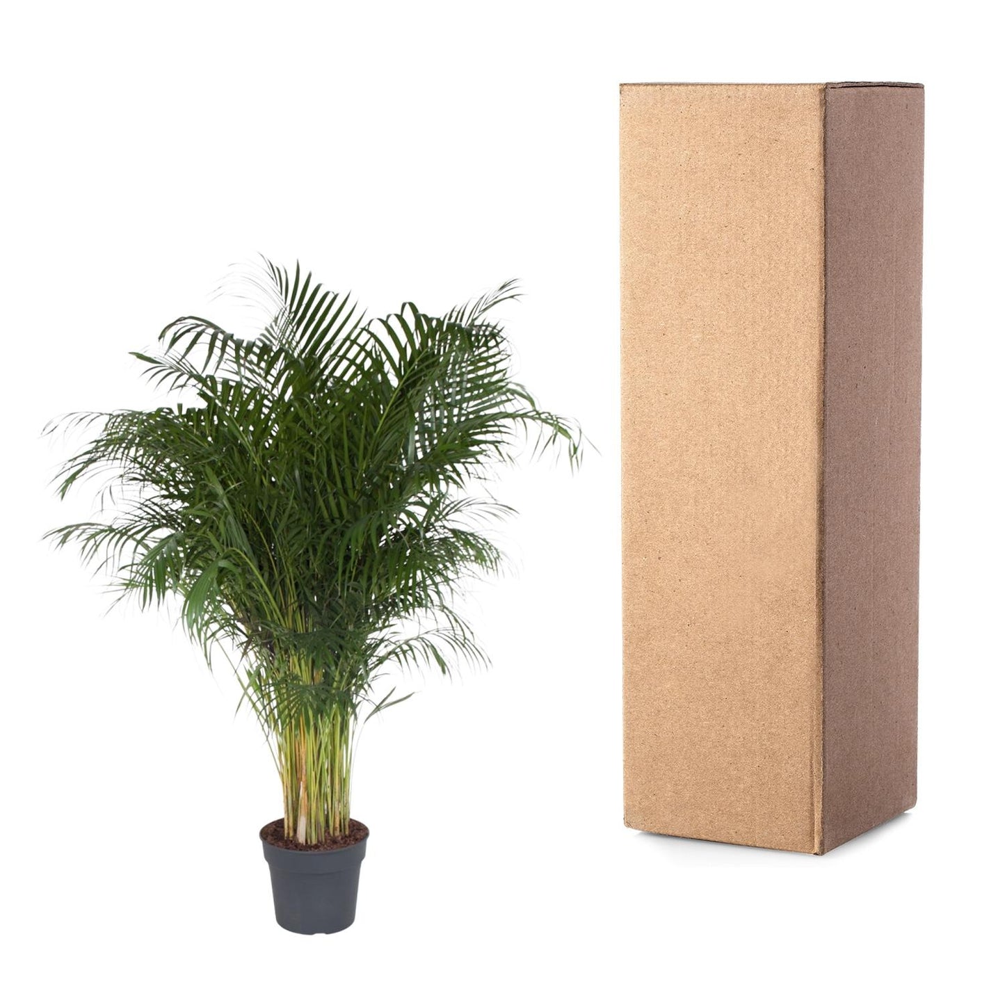 Dypsis Lutescens (Areca Palm) - 200 cm - Forest Plants