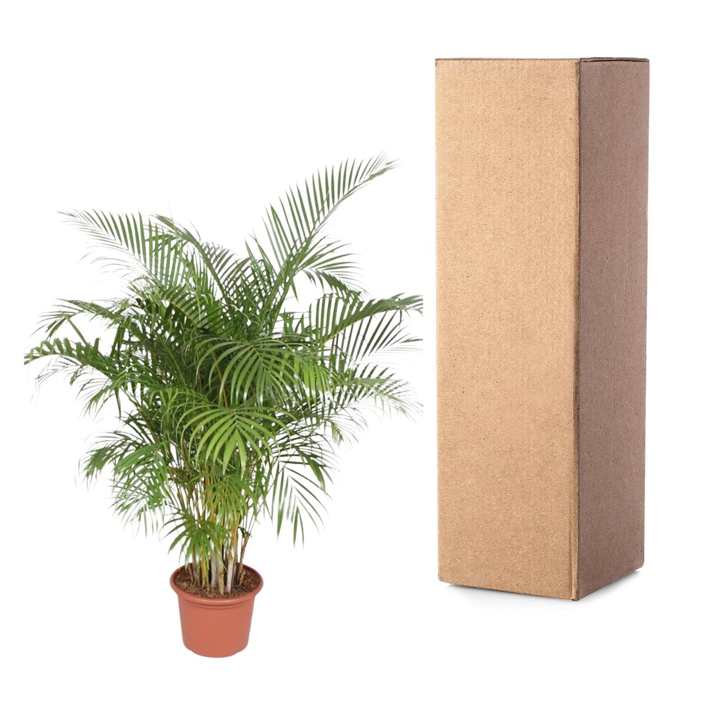 Dypsis Lutescens (Areca Palm) - 200 cm - Forest Plants