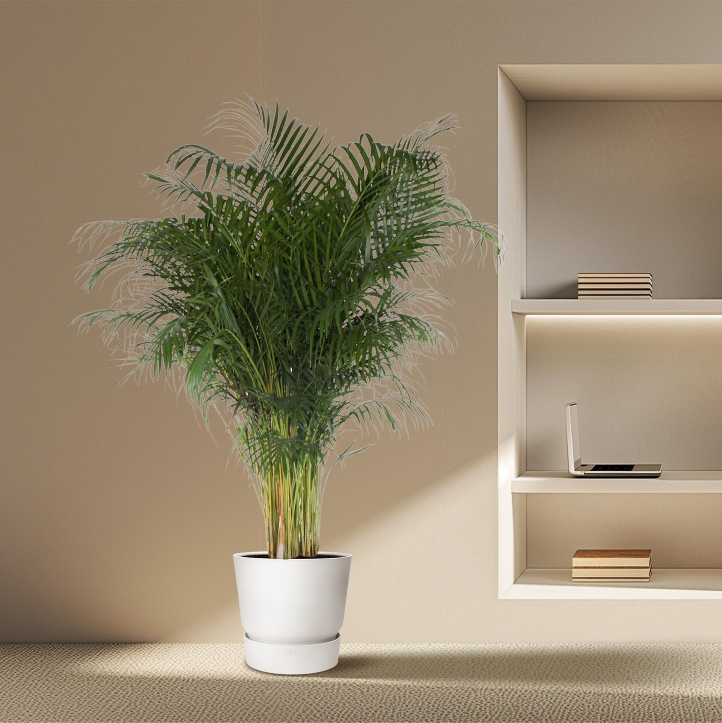 Dypsis Lutescens (Areca Palm) - 200 cm - Forest Plants