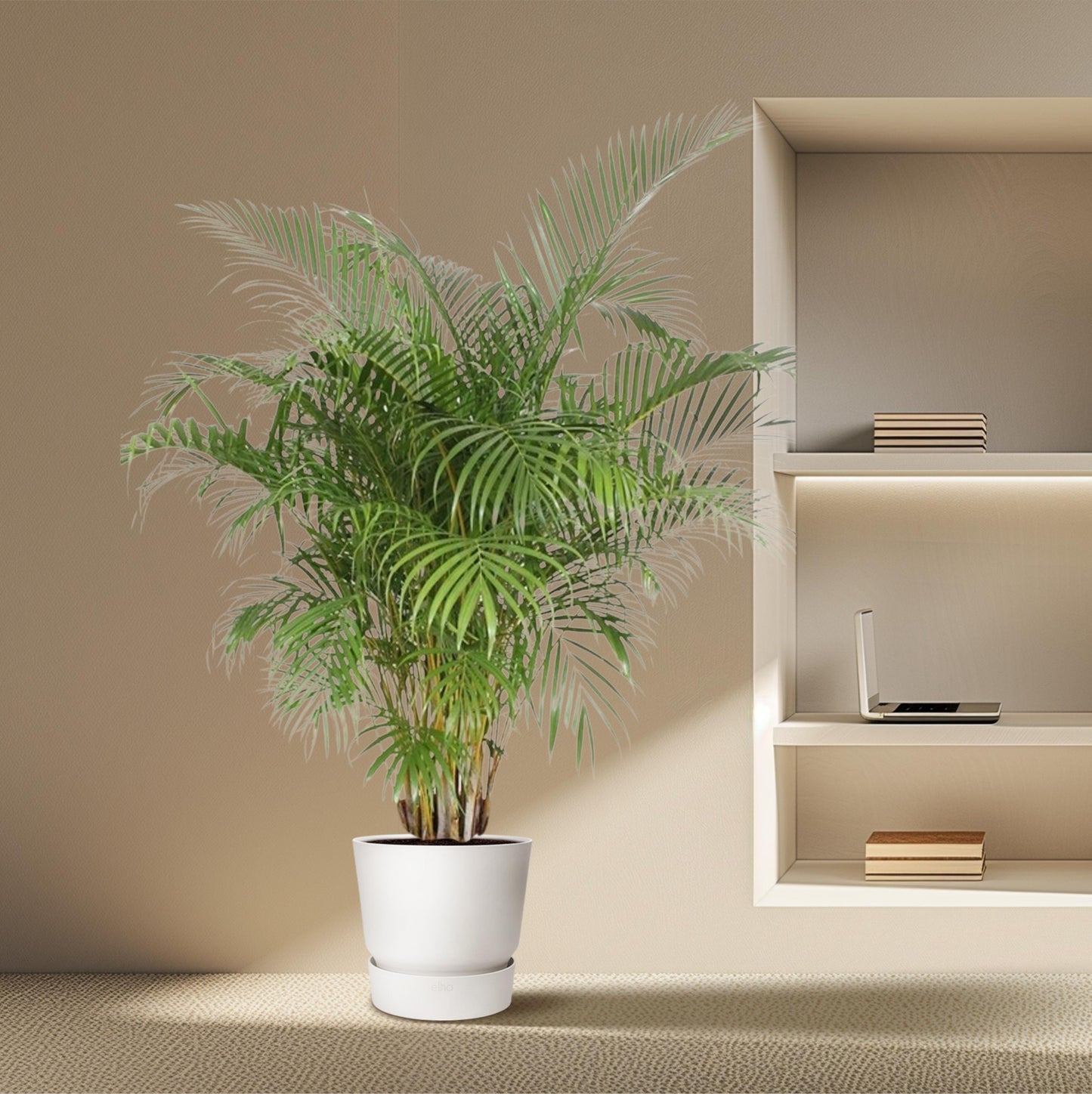 Dypsis Lutescens (Areca Palm) - 200 cm - Forest Plants