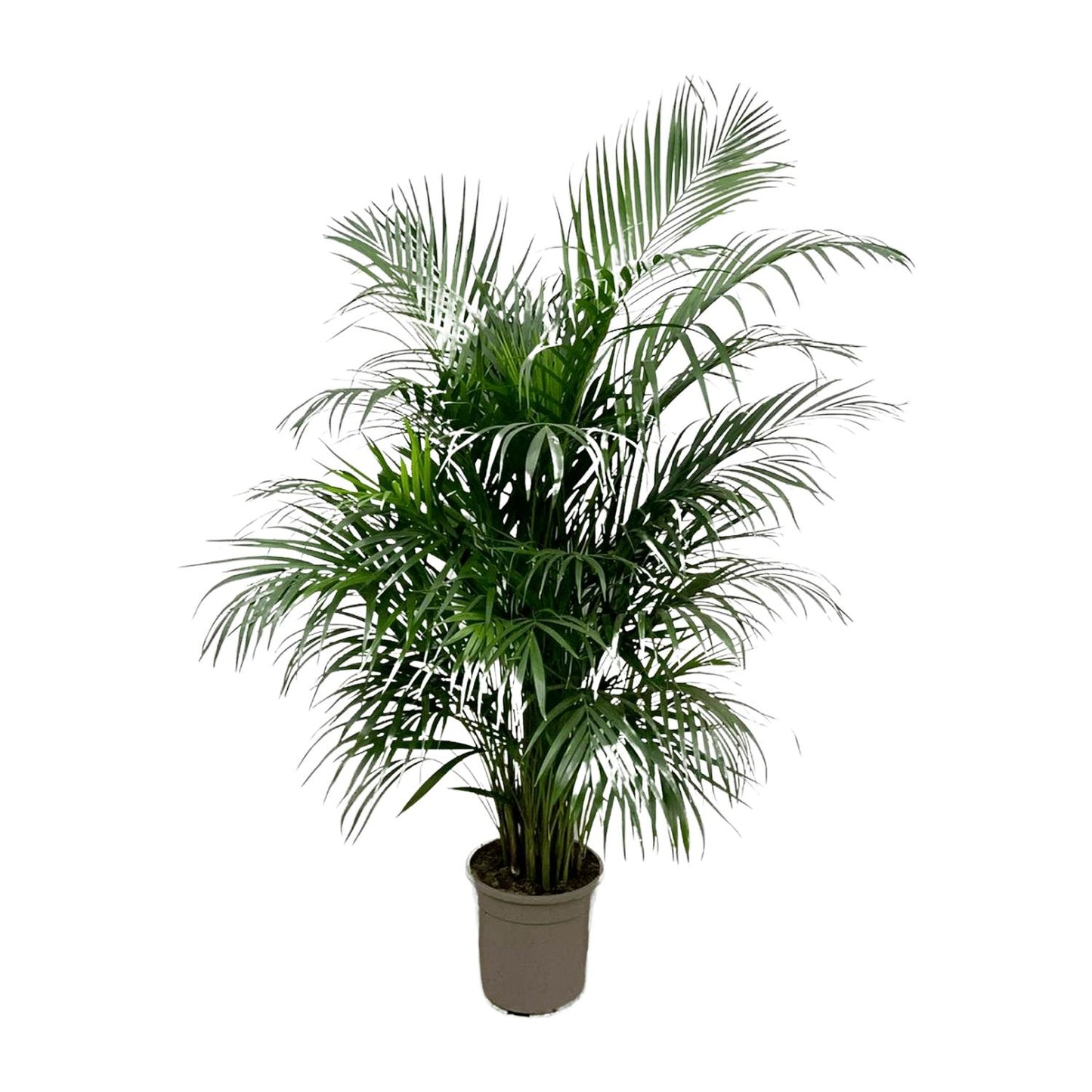 Dypsis Lutescens (Areca palm) - 150 cm
