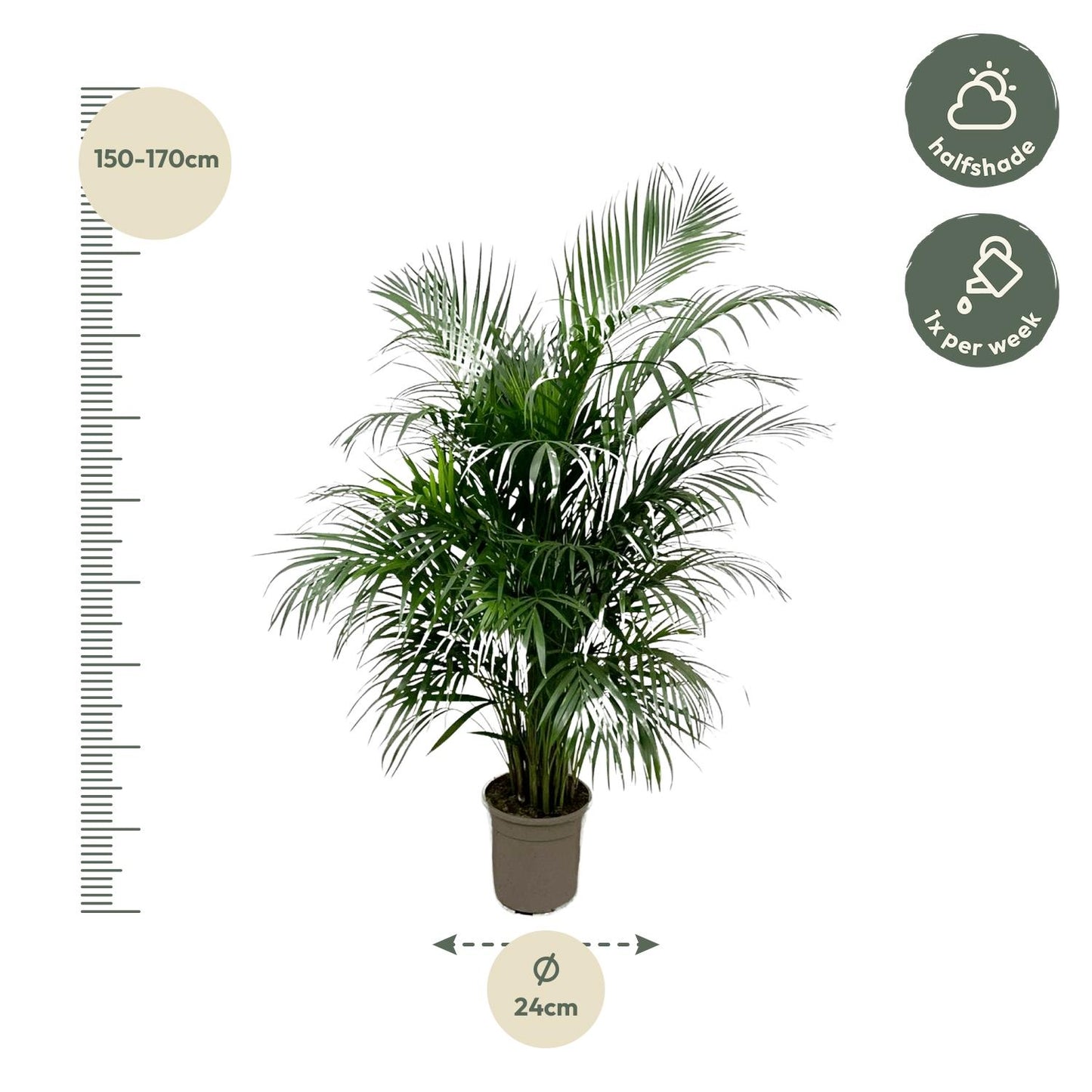 Dypsis Lutescens (Areca palm) - 150 cm