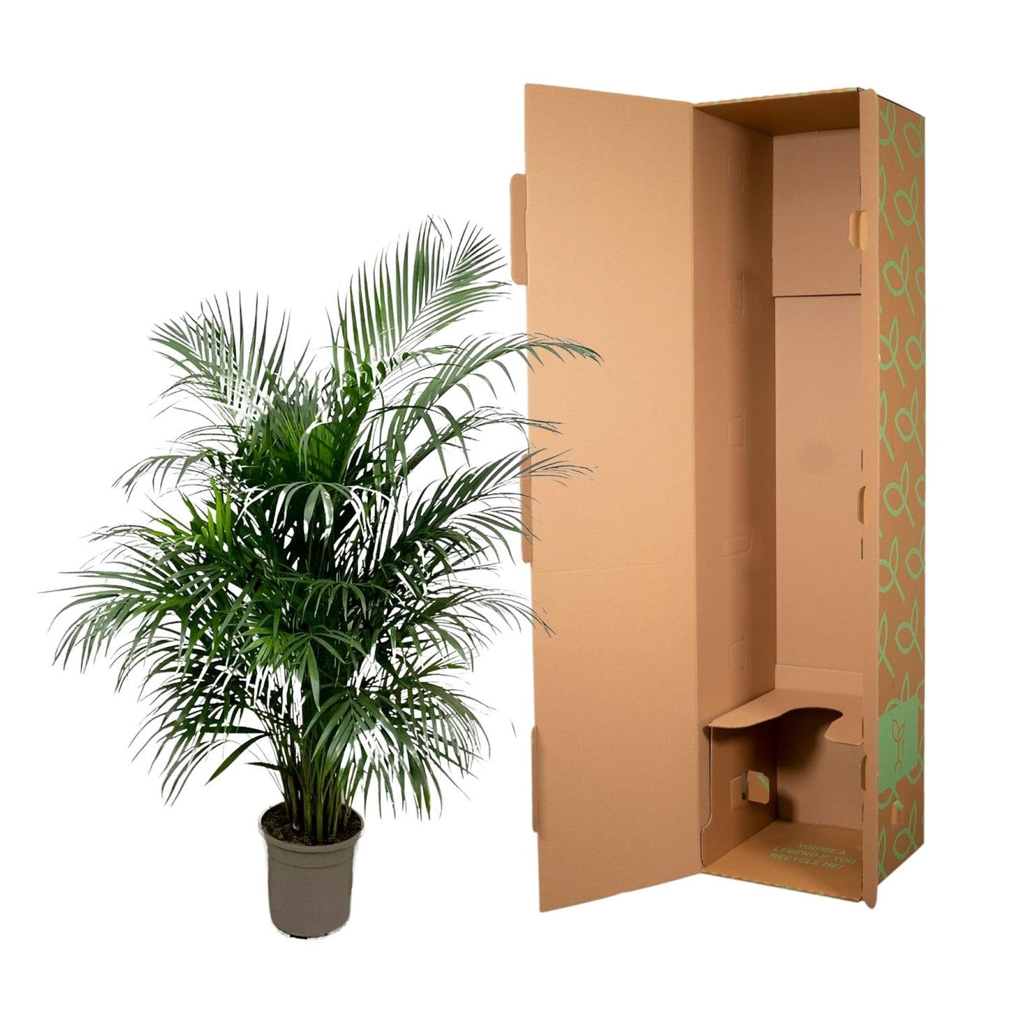 Dypsis Lutescens (Areca palm) - 150 cm