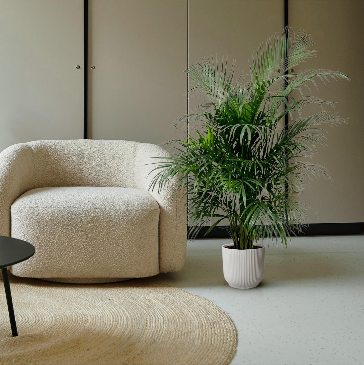 Dypsis Lutescens (Areca palm) - 150 cm
