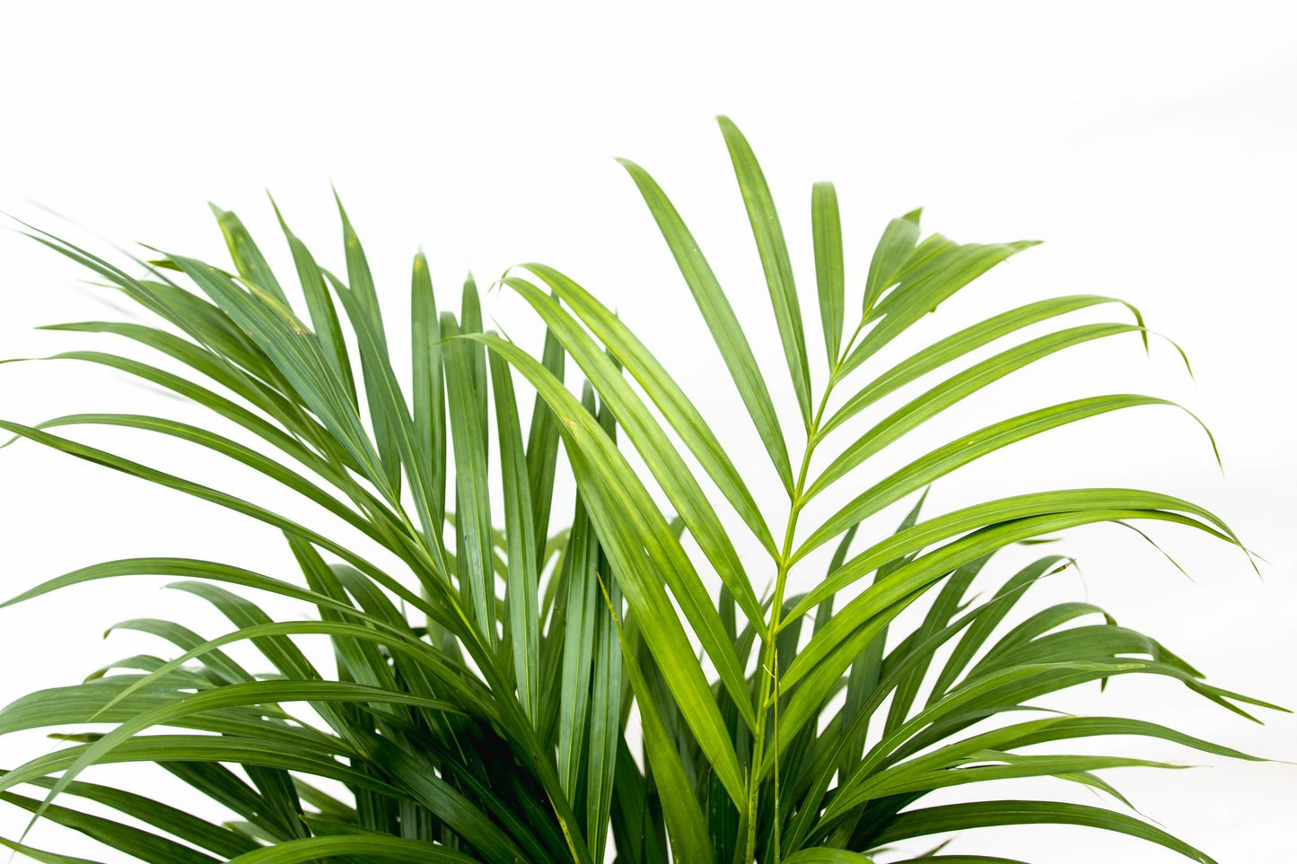 Dypsis Lutescens (Areca palm) - 150 cm
