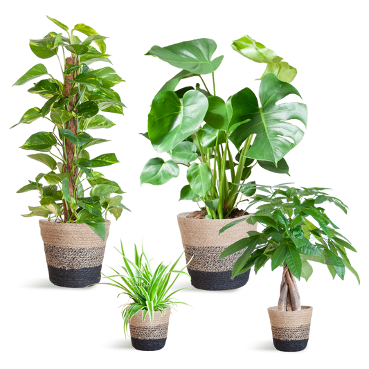 Easy care Plantenbox - medium - met Mand Lissabon zwart