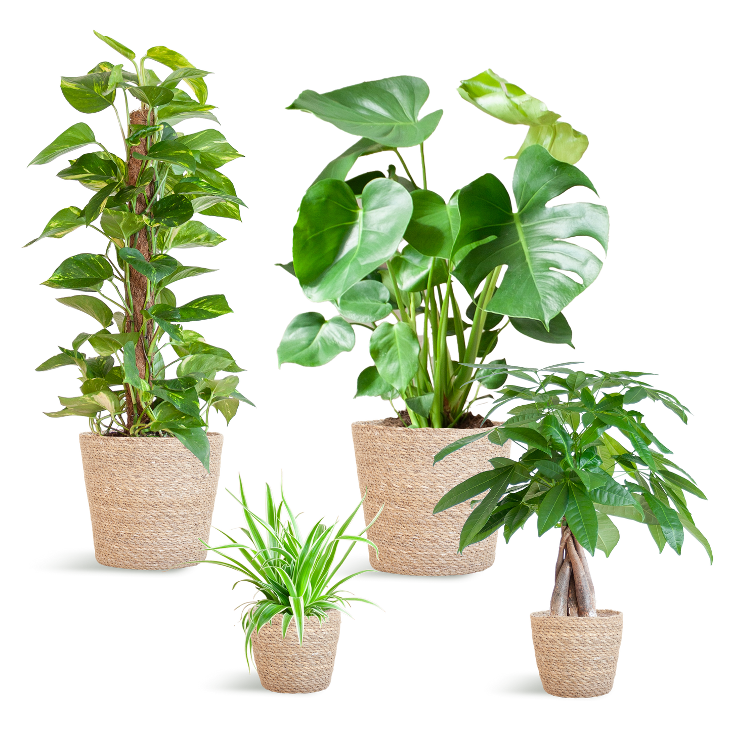 Easy care Plantenbox - medium - met mand Sofia