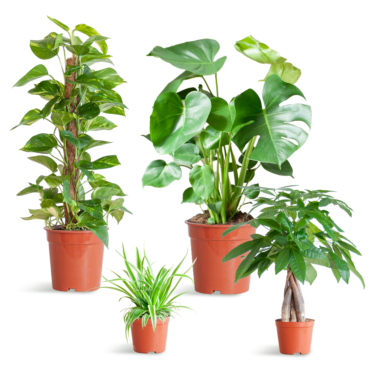 Easy care Plantenbox - medium - zonder sierpot