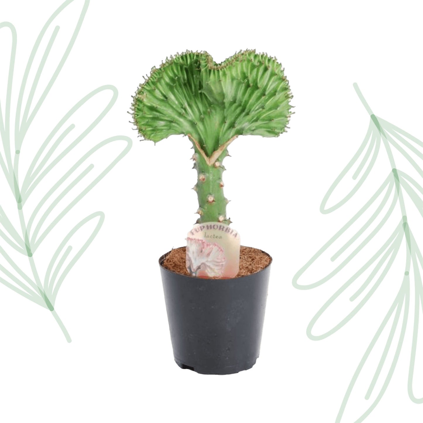 Euphorbia lactea Cristata groen - 35 cm Forest Plants