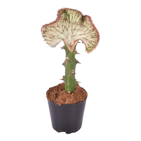 Euphorbia lactea Cristata rood - 35 cm