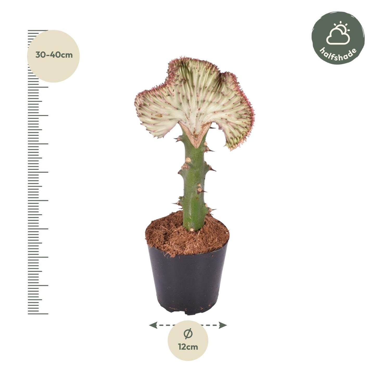 Euphorbia lactea Cristata rood - 35 cm