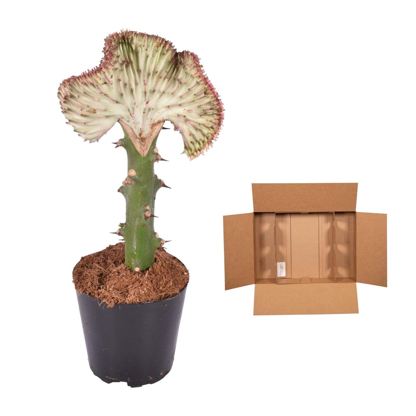 Euphorbia lactea Cristata rood - 35 cm