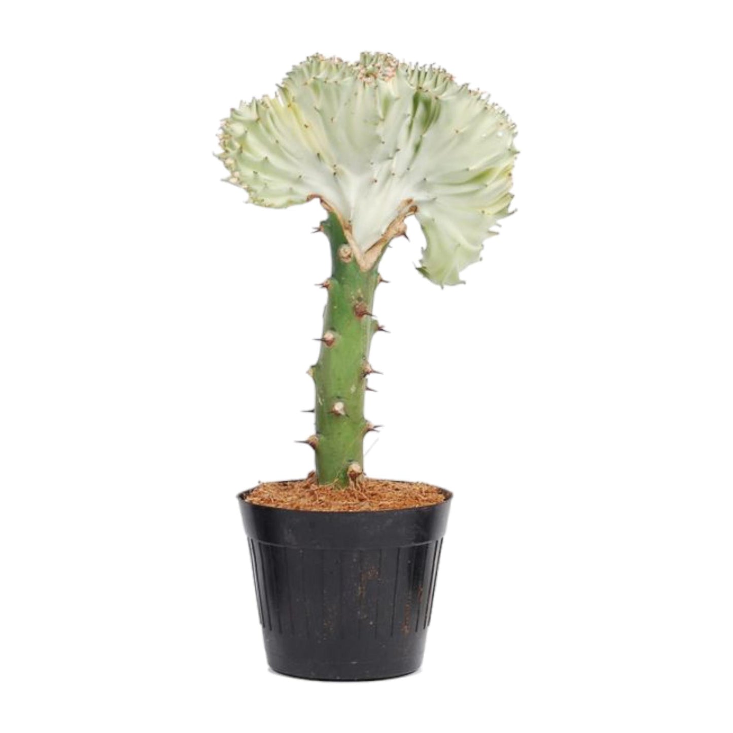 Euphorbia lactea Cristata wit - 35 cm