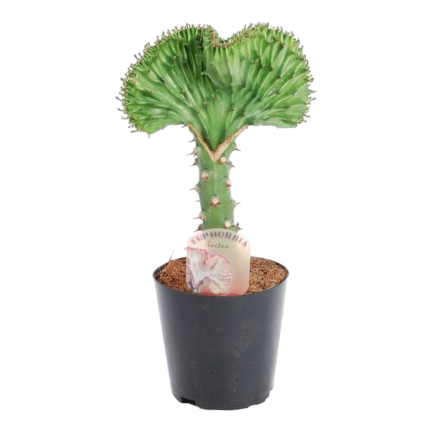 Euphorbia lactea Cristata groen - 35 cm
