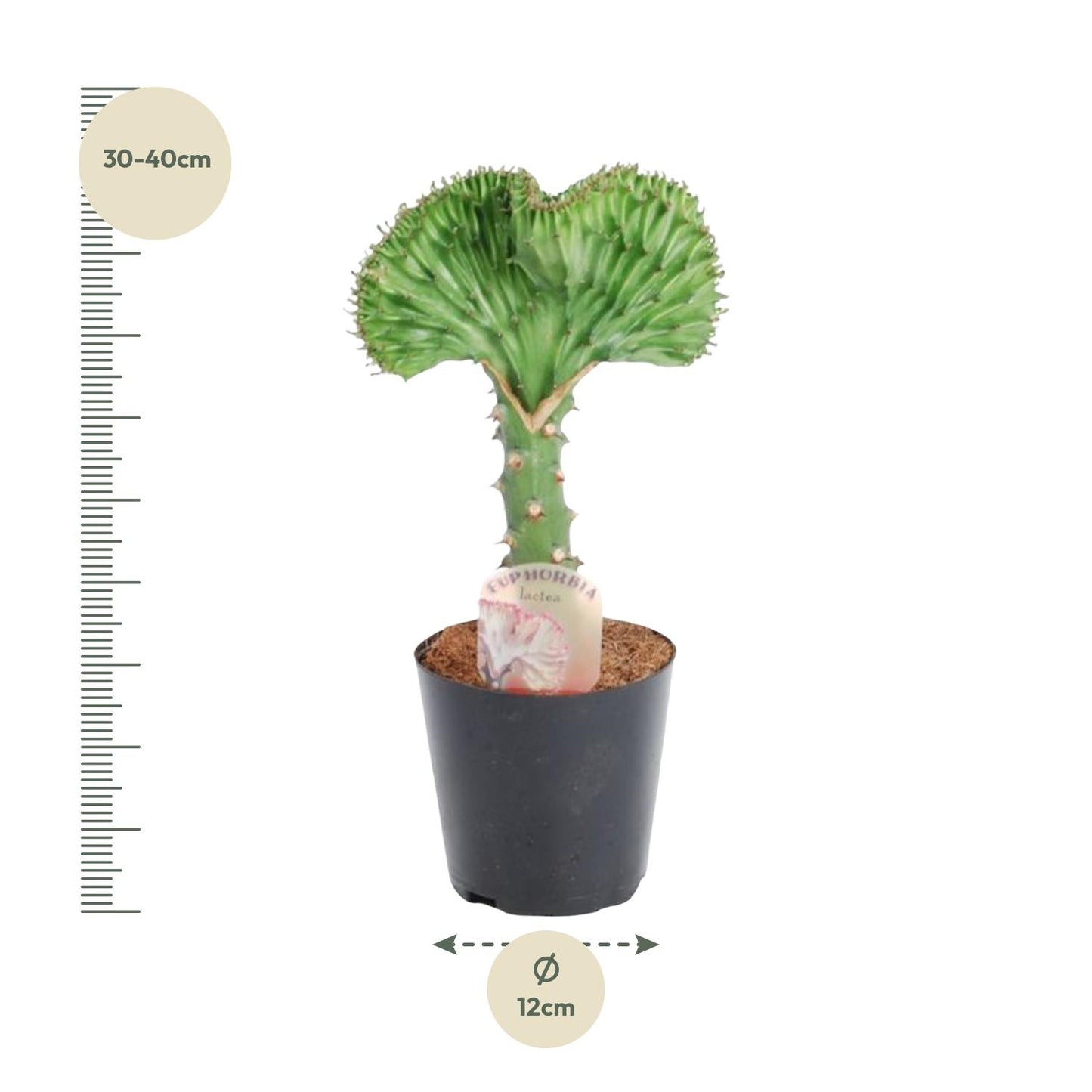 Euphorbia lactea Cristata groen - 35 cm