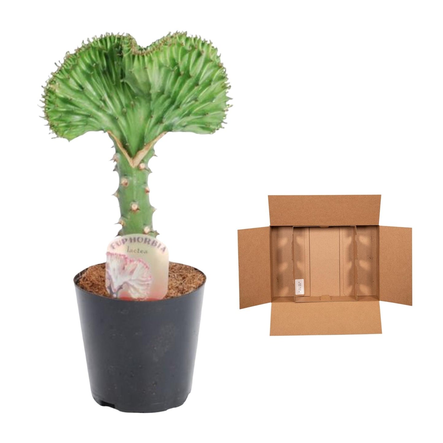 Euphorbia lactea Cristata groen - 35 cm
