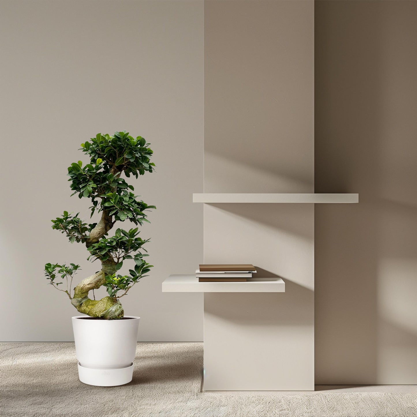 Ficus Microcarpa Ginseng - 80 cm