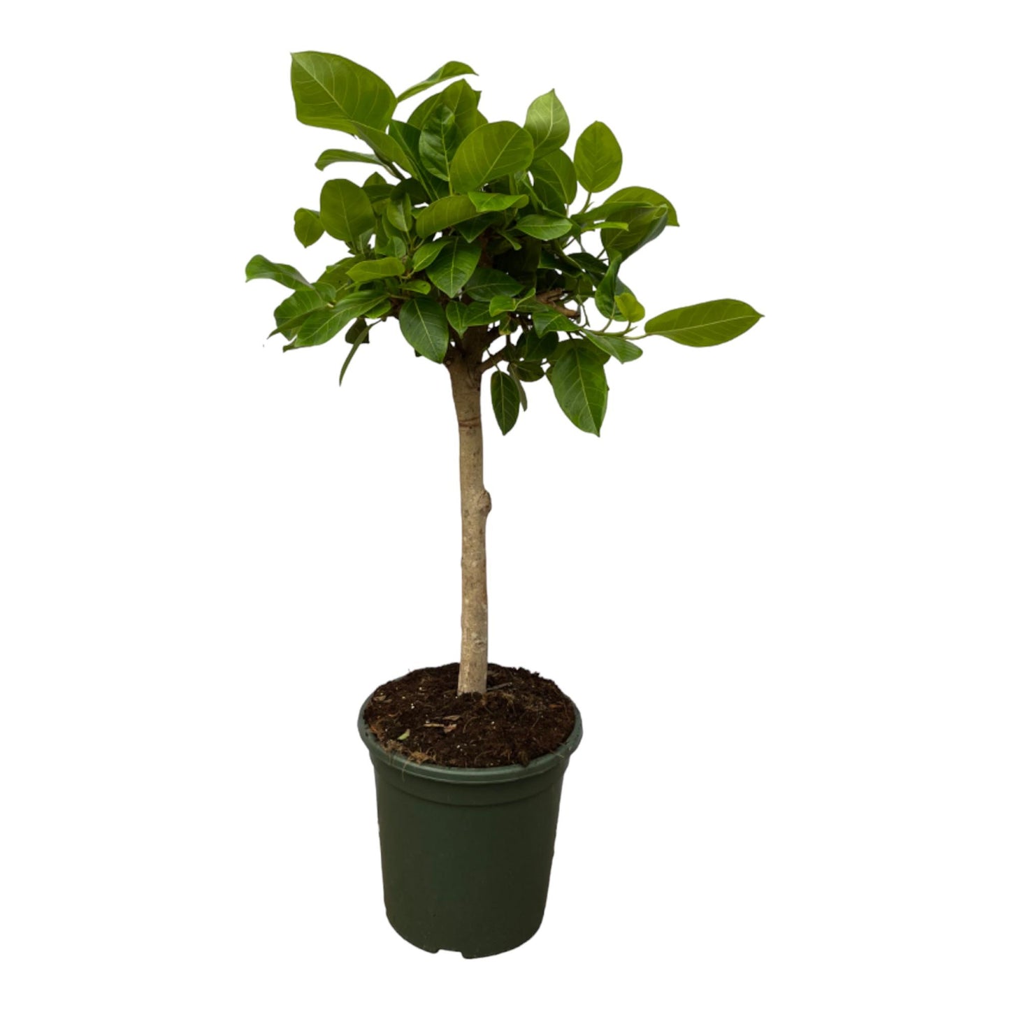 Ficus Altissima variegata - 100 cm