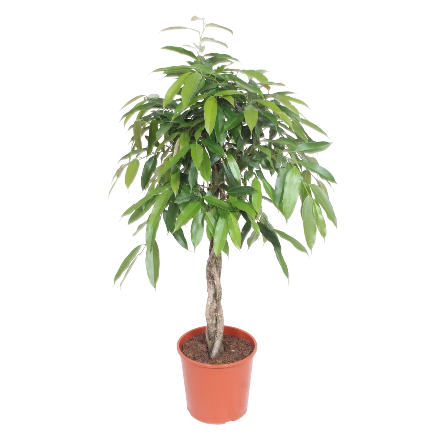 Ficus Amstel King gevlochten stam - 140 cm - Forest Plants