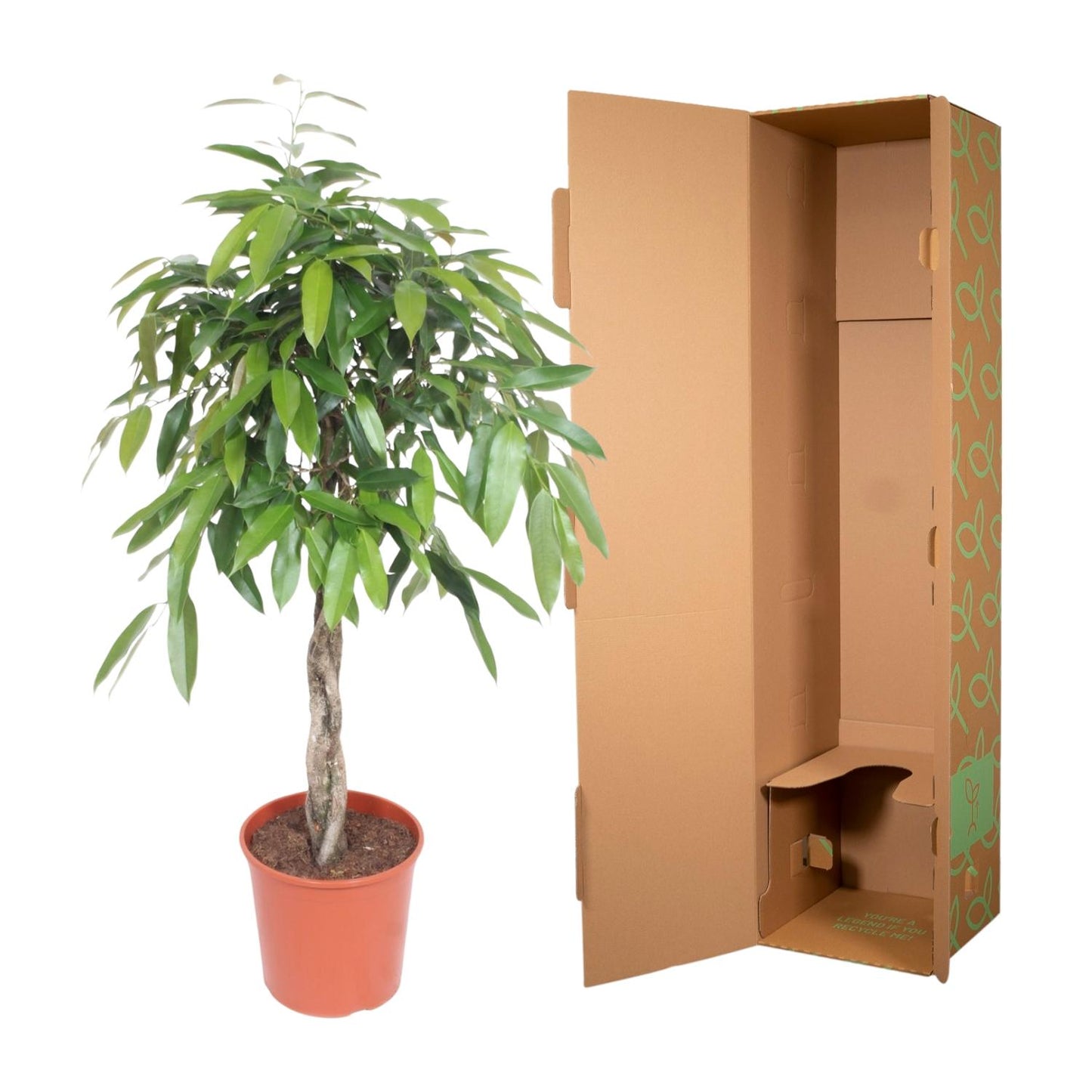 Ficus Amstel King gevlochten stam - 140 cm - Forest Plants